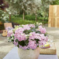 Girlanden-Hortensie 'French Bolero'� rosa