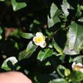 Fresh-Tea�, 'Bloomtea'�, Camellia sinensis