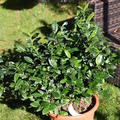 Echter Tee Fresh-Tea�, 'Teabux'�, Camellia sinensis im 15 Liter Topf