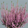 Winterharte Knospenheide Gardengirls� 'Freya' (S)