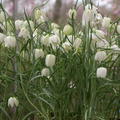 Schachbrettblume 'Alba'