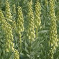 Persische Kaiserkrone 'Ivory Bells'�