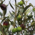 Olivenbaum 'Cipression' (Olea europea)