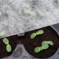 Fr�hbeetvlies Sativa