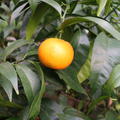 Fr�he Clementine 'Commune'