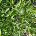 Fr�he Clementine 'Commune', Citrus clementina 'Commune'