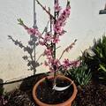 Fruttoni� Peachly� 'White', Prunus persica