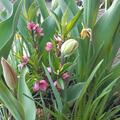 Fruttoni� Peachly� 'Yellow', Prunus persica