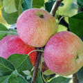 Apfel Paradis Julka�