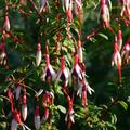 Fuchsie Arauco Fuchsia magellanica var. Arauco