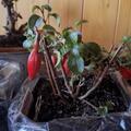 Fuchsia magellanica 'Mrs. Popple', Fuchsia magellanica 'Mrs. Popple'