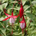 Fuchsia 'Madame Cornelissen'