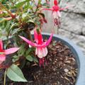 Fuchsie 'Madame Cornelissen', Fuchsia x cultorum 'Madame Cornelissen'