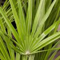 Zwergpalme (Chamaerops humilis)