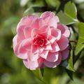 Kamelie Camellia japonica 'Mrs. Tingley'