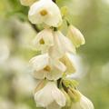 Halesia carolina Schneegl�ckchenstrauch