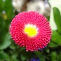G�nsebl�mchen 'Pomponette', Bellis perennis 