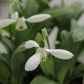 Schneegl�ckchen 'Mount Everest'