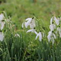 Schneegl�ckchen