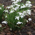 Schneegl�ckchen 'Flore Pleno'