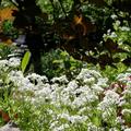 Galium odoratum, Galium odoratum