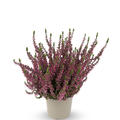 Winterharte Knospenheide Gardengirls� 'Amethyst' (S)