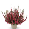 Winterharte Knospenheide Gardengirls� 'Athene' (S)