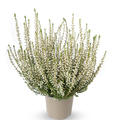 Winterharte Knospenheide Gardengirls� 'Bettina' (S)