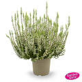 Winterharte Knospenheide Gardengirls� 'Betty' (S)