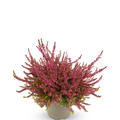 Winterharte Knospenheide Gardengirls� 'Bonita' (S)