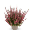 Winterharte Knospenheide Gardengirls� 'Franca' (S)