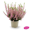 Winterharte Knospenheide Gardengirls� 'Gina' (S)