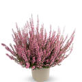 Winterharte Knospenheide Gardengirls� 'Greta' (S)