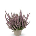 Winterharte Knospenheide Gardengirls� 'Hilda' (S)