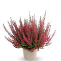 Winterharte Knospenheide Gardengirls� 'Irma' (S)