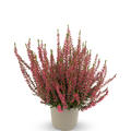 Winterharte Knospenheide Gardengirls� 'Katja' (S)