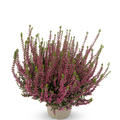 Winterharte Knospenheide Gardengirls� 'Liliane' (S)