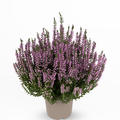 Winterharte Knospenheide Gardengirls� 'Lisbeth' (S)