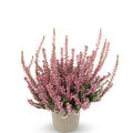 Winterharte Knospenheide Gardengirls 'Mary Louise' (S)