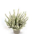 Winterharte Knospenheide Gardengirls� 'Mary Lu' (S)