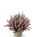 Winterharte Knospenheide Gardengirls� 'Mary Rose' (S)