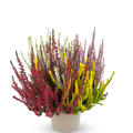 Mehrfarbige Knospenheide Quattro-Girls�