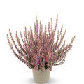 Winterharte Knospenheide Gardengirls� 'Rita' (S)