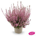 Winterharte Knospenheide Gardengirls 'Romy' (S)