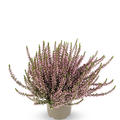 Winterharte Knospenheide Gardengirls� 'Rosa Elisa' (S)