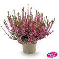 Winterharte Knospenheide Gardengirls� 'Rote Liliane' (S)