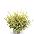 Winterharte Knospenheide Gardengirls� 'Sandy' (S)