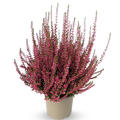 Winterharte Knospenheide Gardengirls� 'Selma' (S)