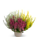 Mehrfarbige Knospenheide Trio-Girls� rot/ weiss/ gelb