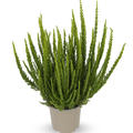 Buntlaubige Knospenheide Sunset Girls� 'Zelia' (S)